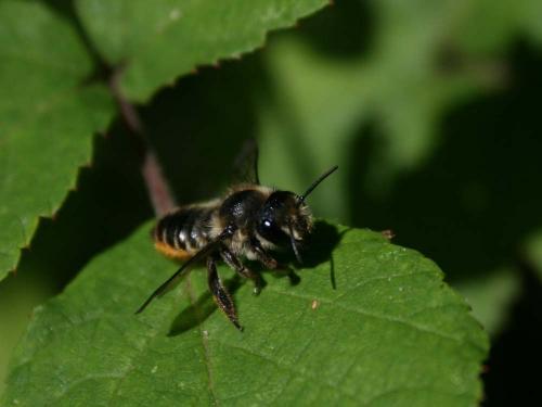 Megachile sp.