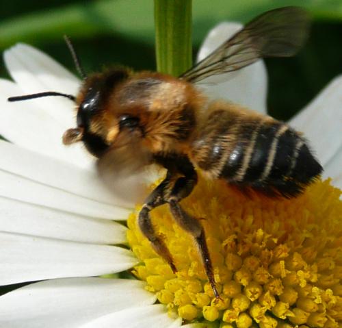 Megachile sp.