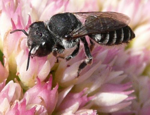 Megachile apicalis