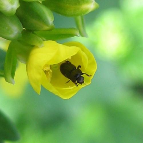 Meligethes sp.
