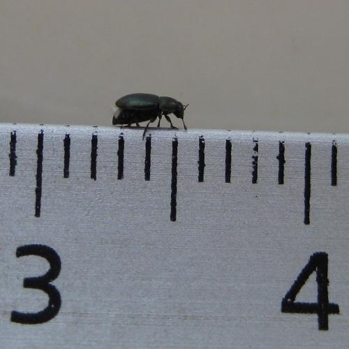 Meligethes sp.