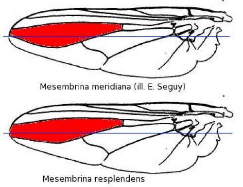 Réf. 41 998 : Mesembrina divers