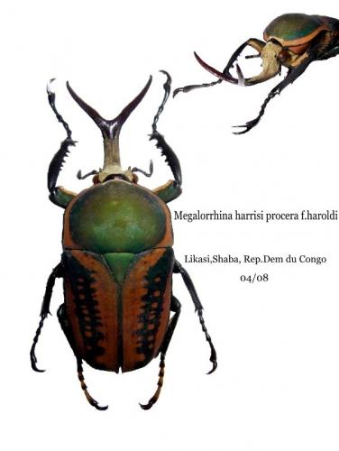 Amaurodes harrisii haroldii