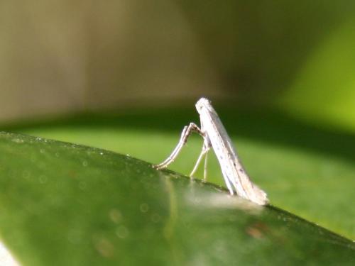 Aspilapteryx tringipennella
