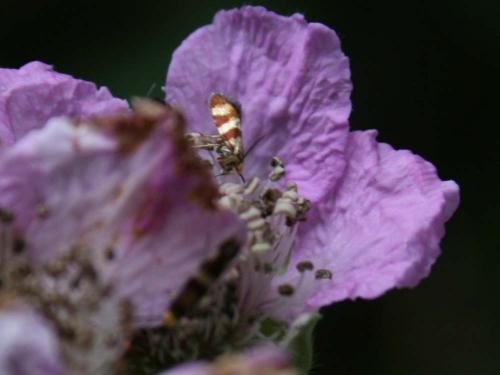 Micropterix aglaella