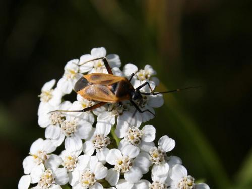 Réf. 41 955 : Calocoris nemoralis