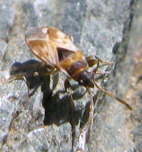 Réf. 41 807 : Taphropeltus nervosus