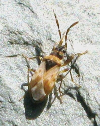 Réf. 41 808 : Taphropeltus nervosus