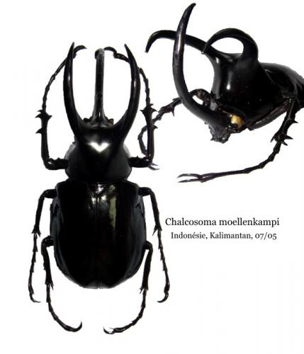 Chalcosoma moellenkampi