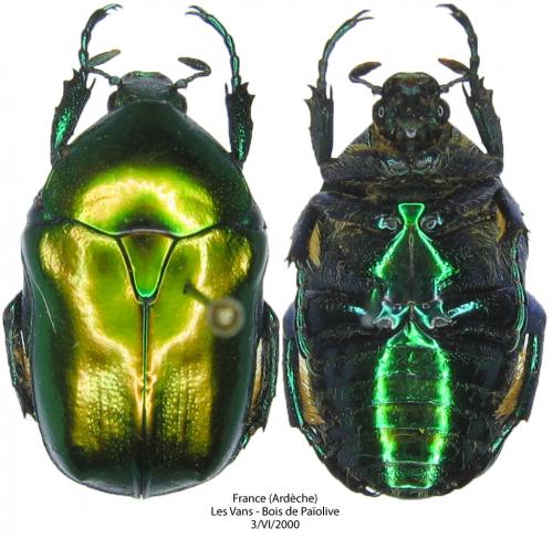 Eupotosia affinis