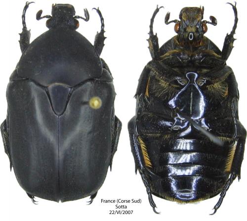 Potosia opaca