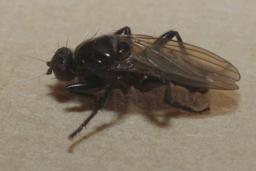 Réf. 41 951 : Crumomyia nitida