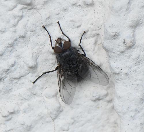 Réf. 41 651 : Calliphora sp.