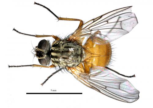 Phaonia subventa