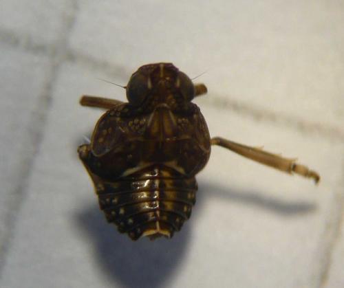 Issus coleoptratus