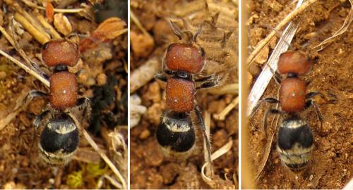 Myrmilla erythrocephala