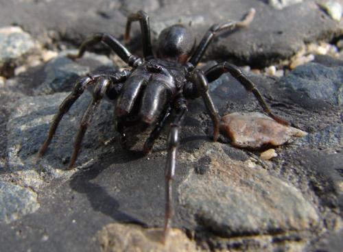 Atypus sp.