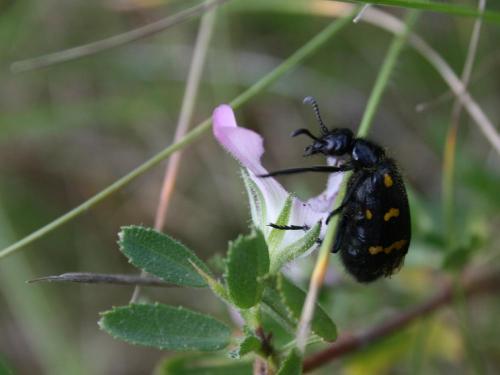 Réf. 41 956 : Hycleus polymorphus