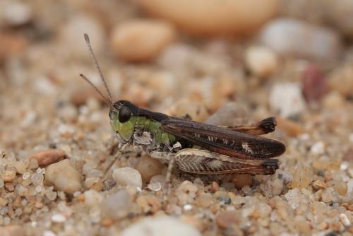Myrmeleotettix maculatus maculatus