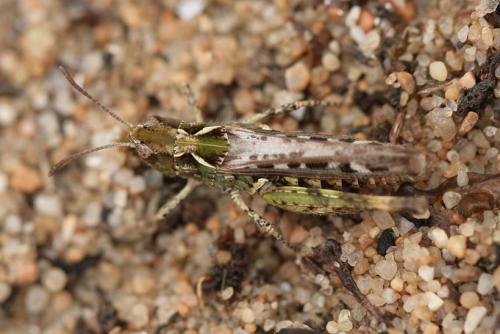 Myrmeleotettix maculatus maculatus