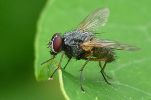 Mydaea urbana