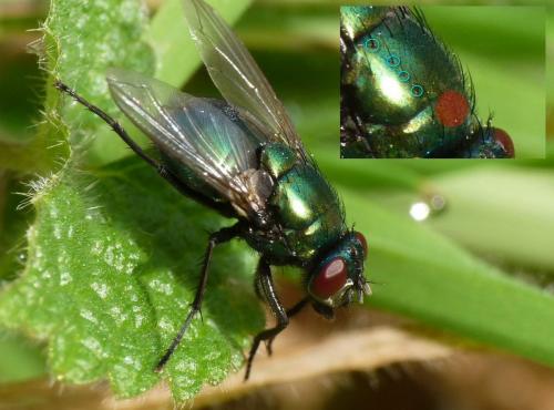 Réf. 41 799 : Neomyia viridescens