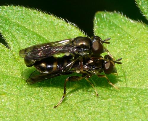 Neoascia podagrica
