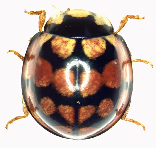 Cheilomenes sp.