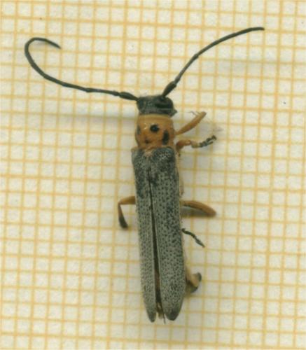 Oberea maculicollis