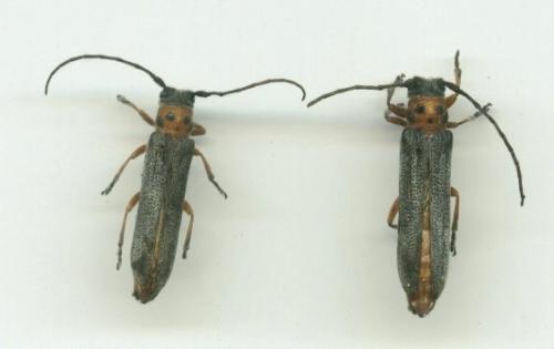 Réf. 41 115 : Oberea maculicollis