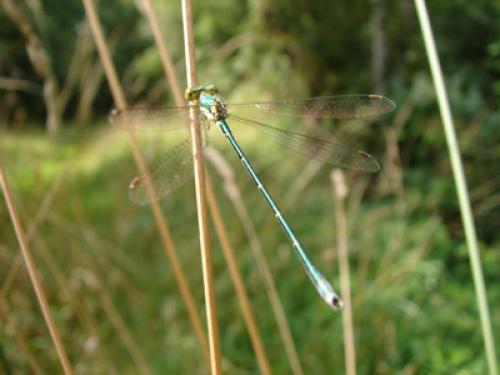 Lestes virens