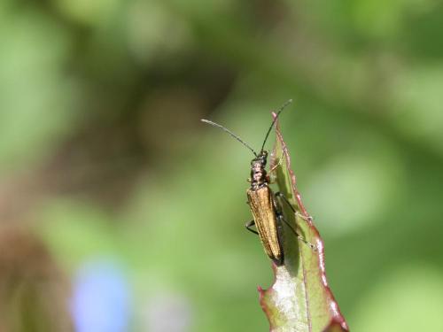 Oedemera flavipes