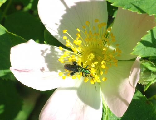 Oedemera nobilis