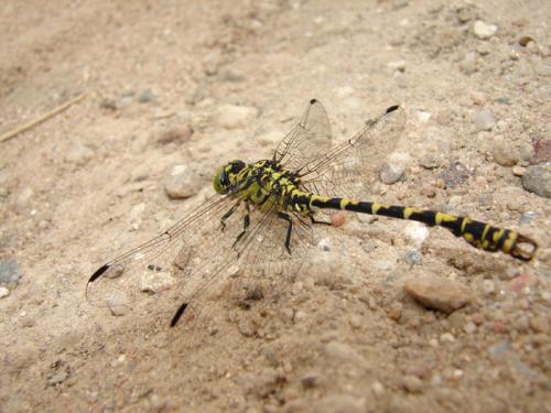 Réf. 41 061 : Onychogomphus forcipatus