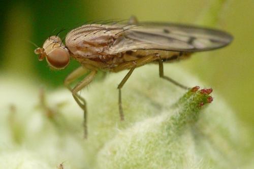 Opomyza petrei