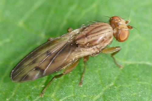Opomyza petrei