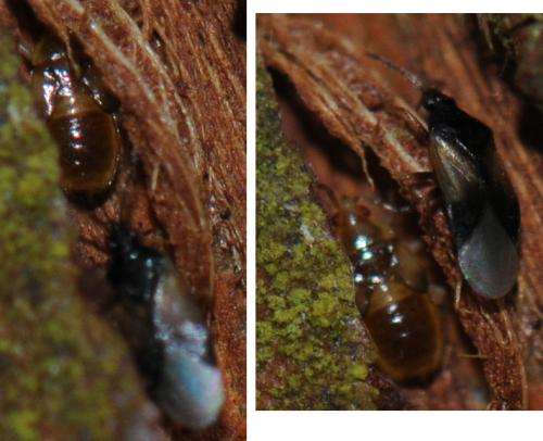 Orius sp.