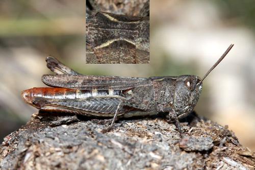 Réf. 41 473 : Chorthippus vagans vagans