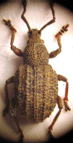 Réf. 41 059 : Otiorhynchus porcatus