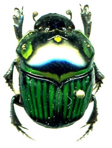 Oxysternon durantoni