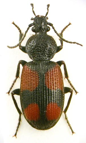 Réf. 41 212 : Panagaeus bipustulatus