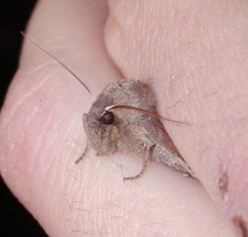 Eupsilia transversa