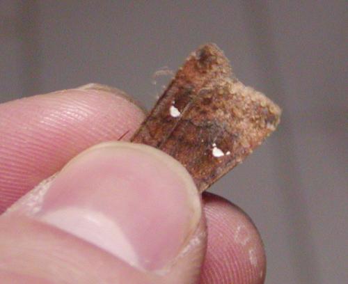 Eupsilia transversa