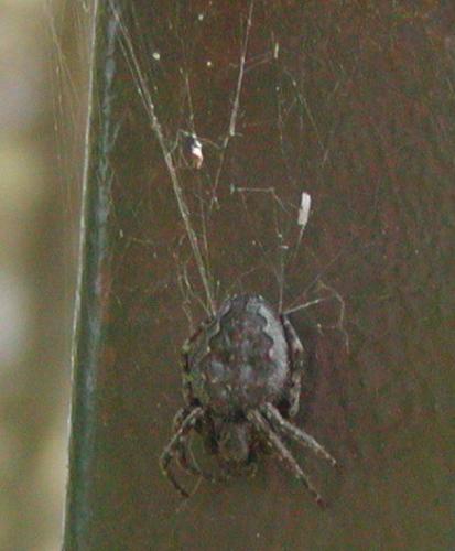 Réf. 41 311 : Nuctenea umbratica