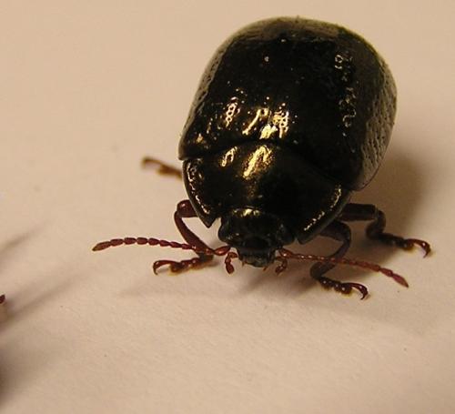 Réf. 41 011 : Chrysolina bankii