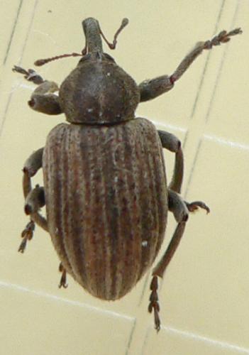 Réf. 41 396 : Hypera striata