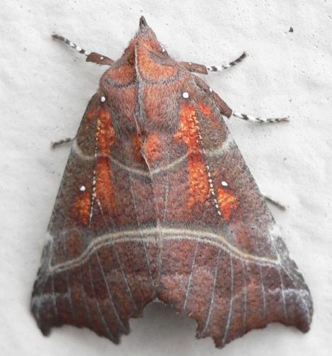 Scoliopteryx libatrix