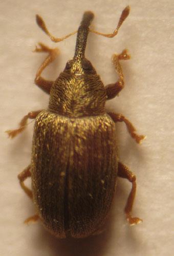 Acalyptus sp.