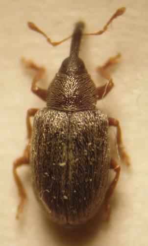 Acalyptus sp.