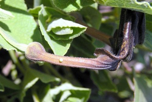 Zerynthia rumina